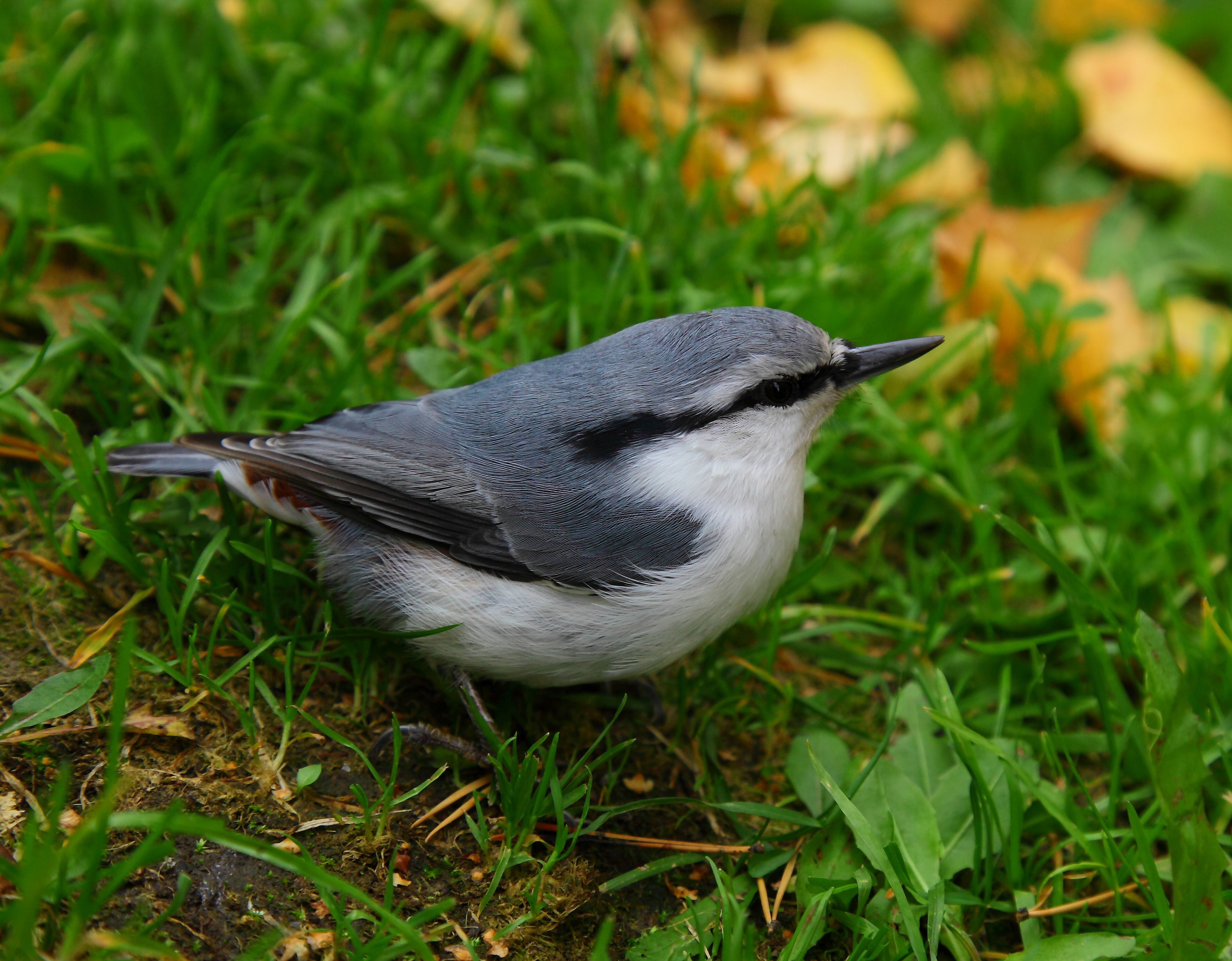 Поползень (Sittidae)